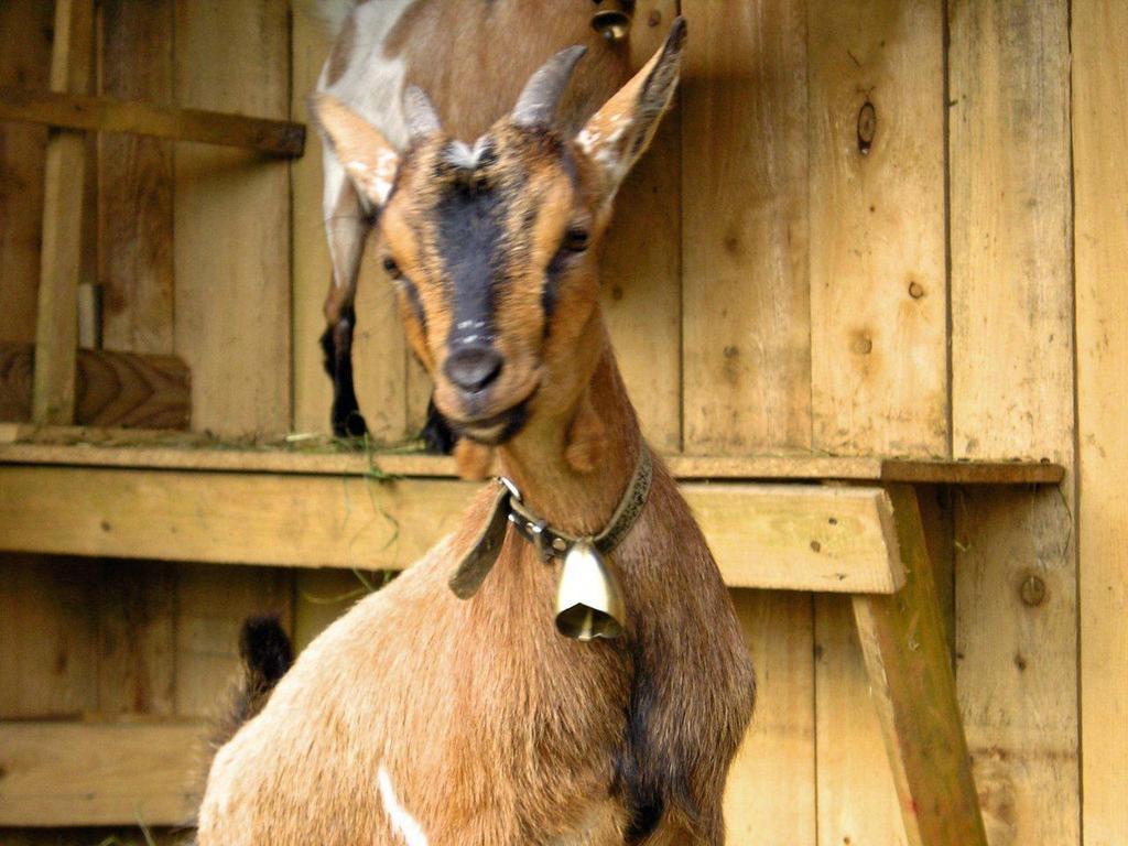Kinderparadies Bachbauer
